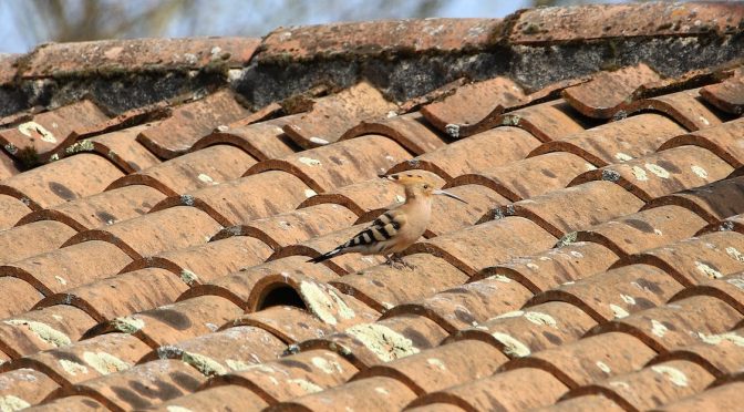  7 Essential Maintenance Tips to Extend the Life of Your Roof